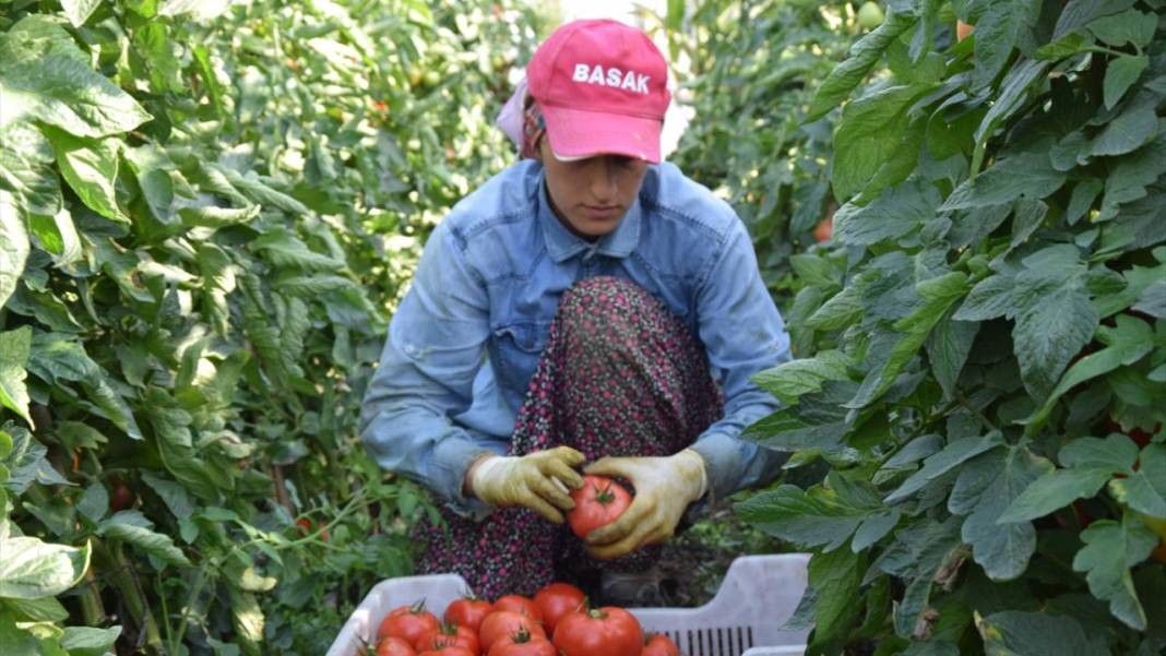 10 köydeki 2500 dekara ekildi tarlada kilosu 15 TL'den satılıyor. Köylü bayram ediyor şafak vakti topluyor - Resim: 10